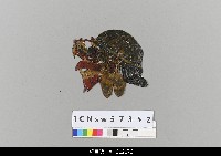 藏品(中國湖北皮影戲偶頭-雜)的圖片